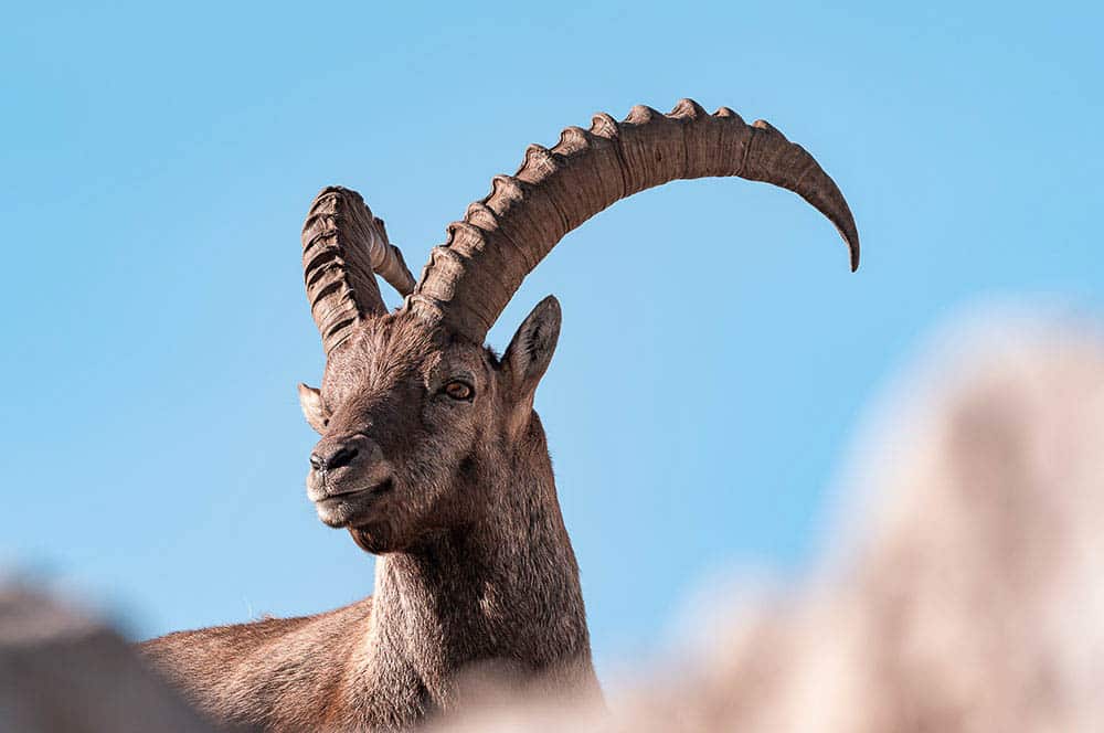 Akustikbild Steinbock Portrait Allgäuer Hochalpen