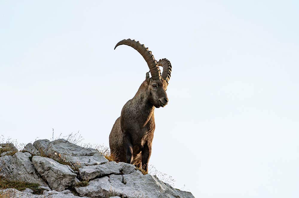 Akustikbild Steinbock am Fels Allgäuer Hochalpen