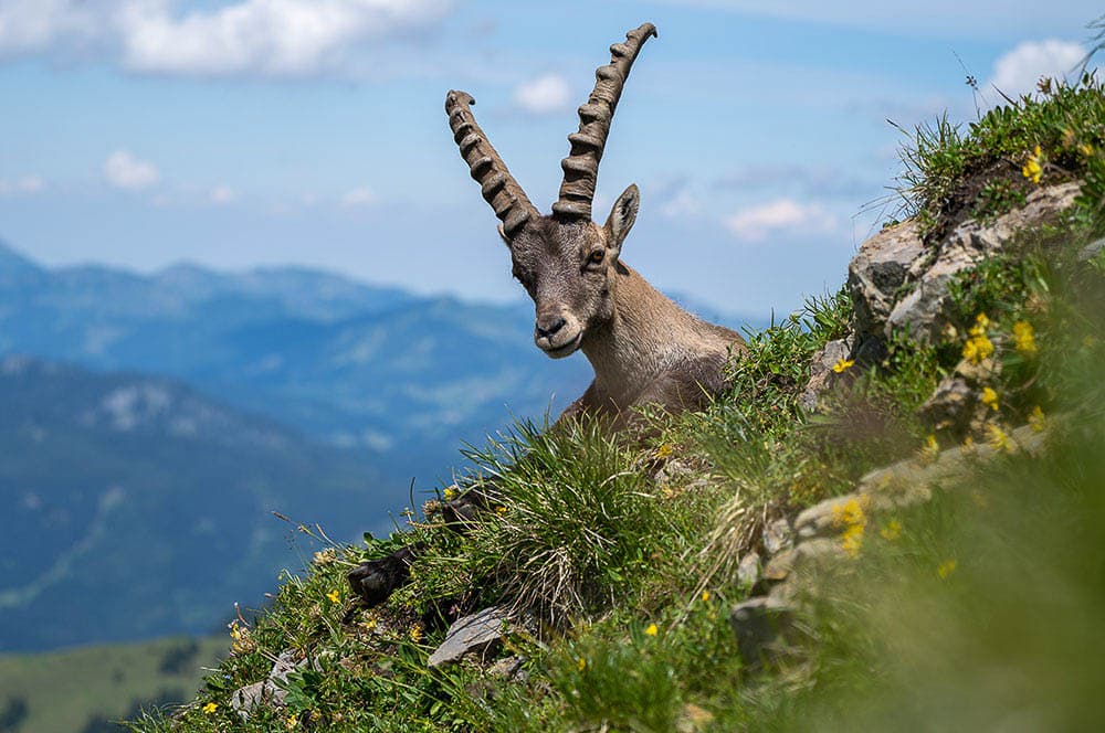 Akustikbild Junger Steinbock Allgäuer Hochalpen