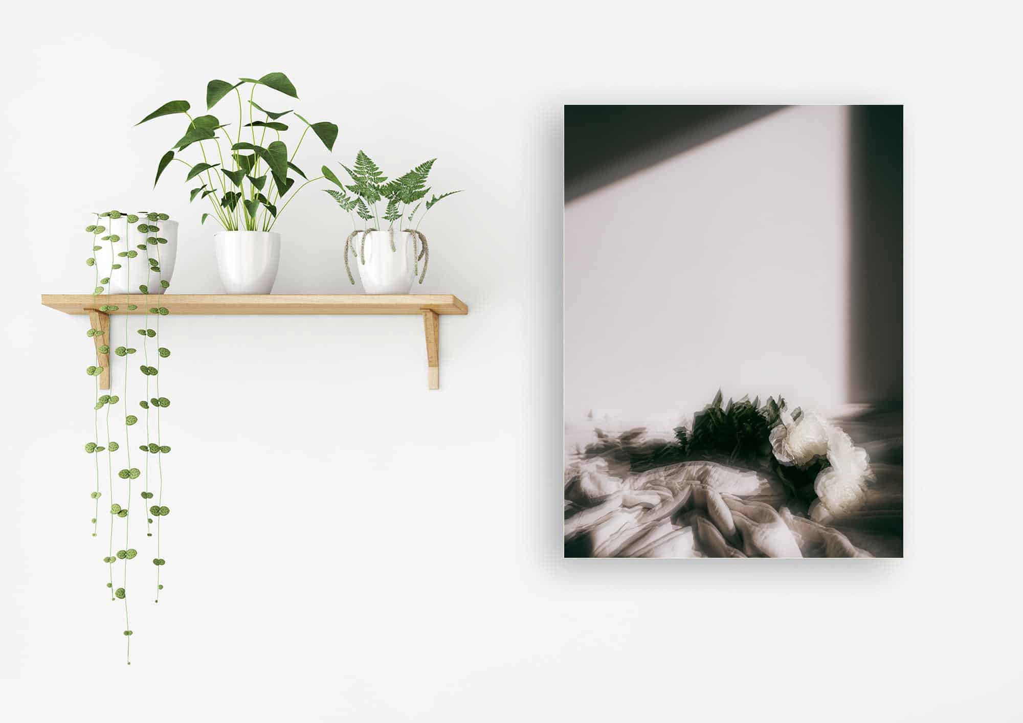 Akustikbild weiße Rosen