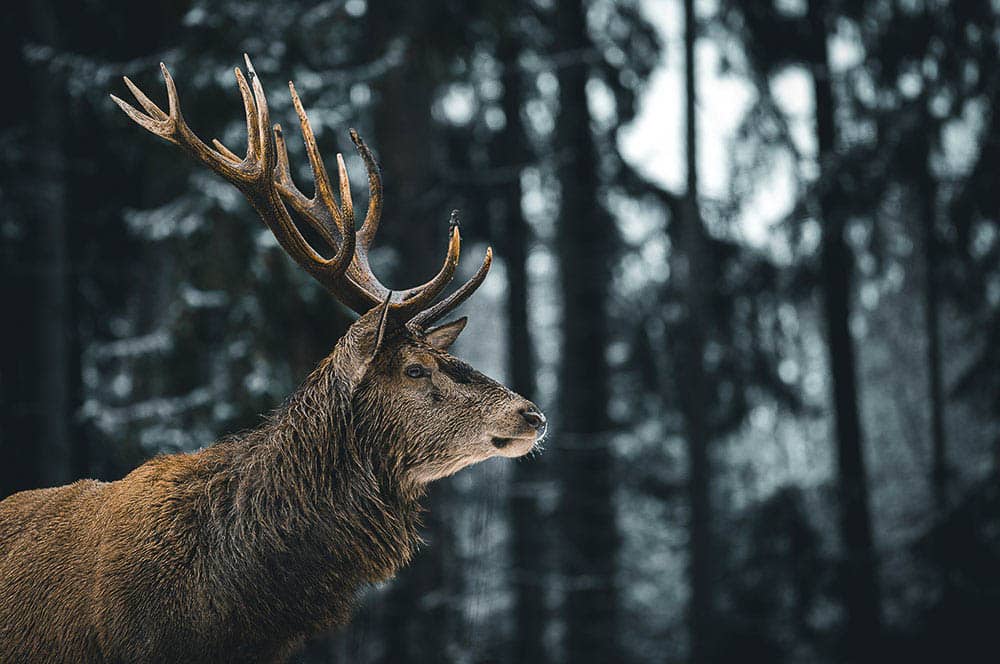 Akustikbild Hirsch