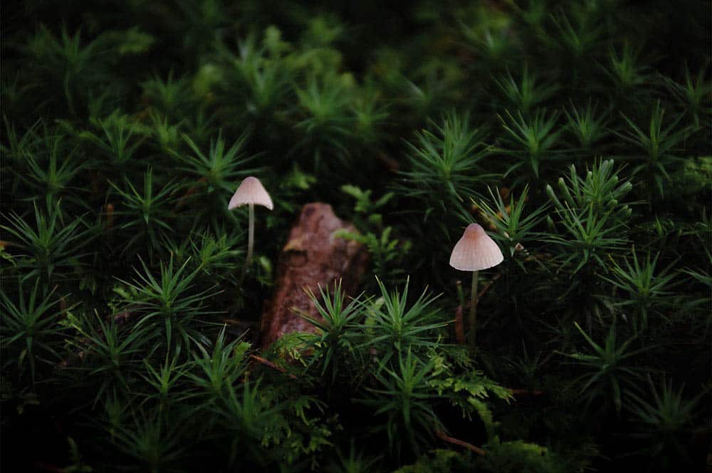 Akustikbild Pilze Moos
