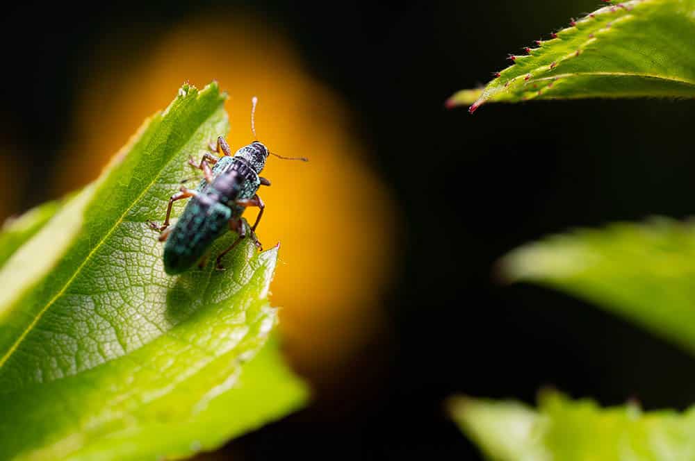 Akustikbild Käfer Makrofotografie