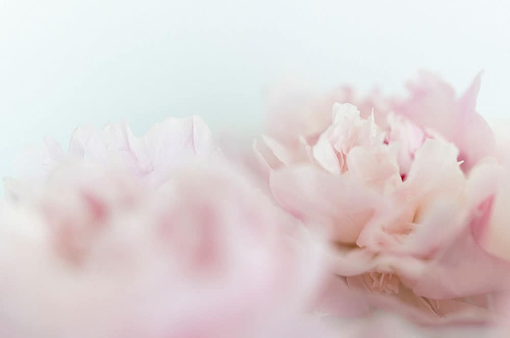 Akustikbild Rosa Blume