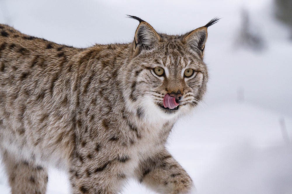 Akustikbild Luchs