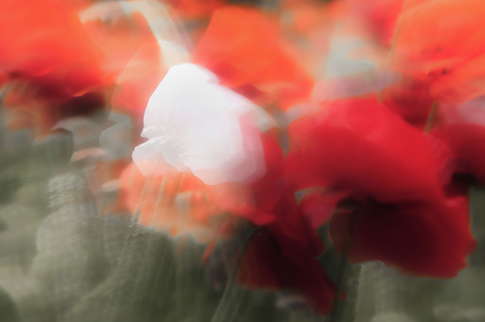 Akustikbild Mohnblume