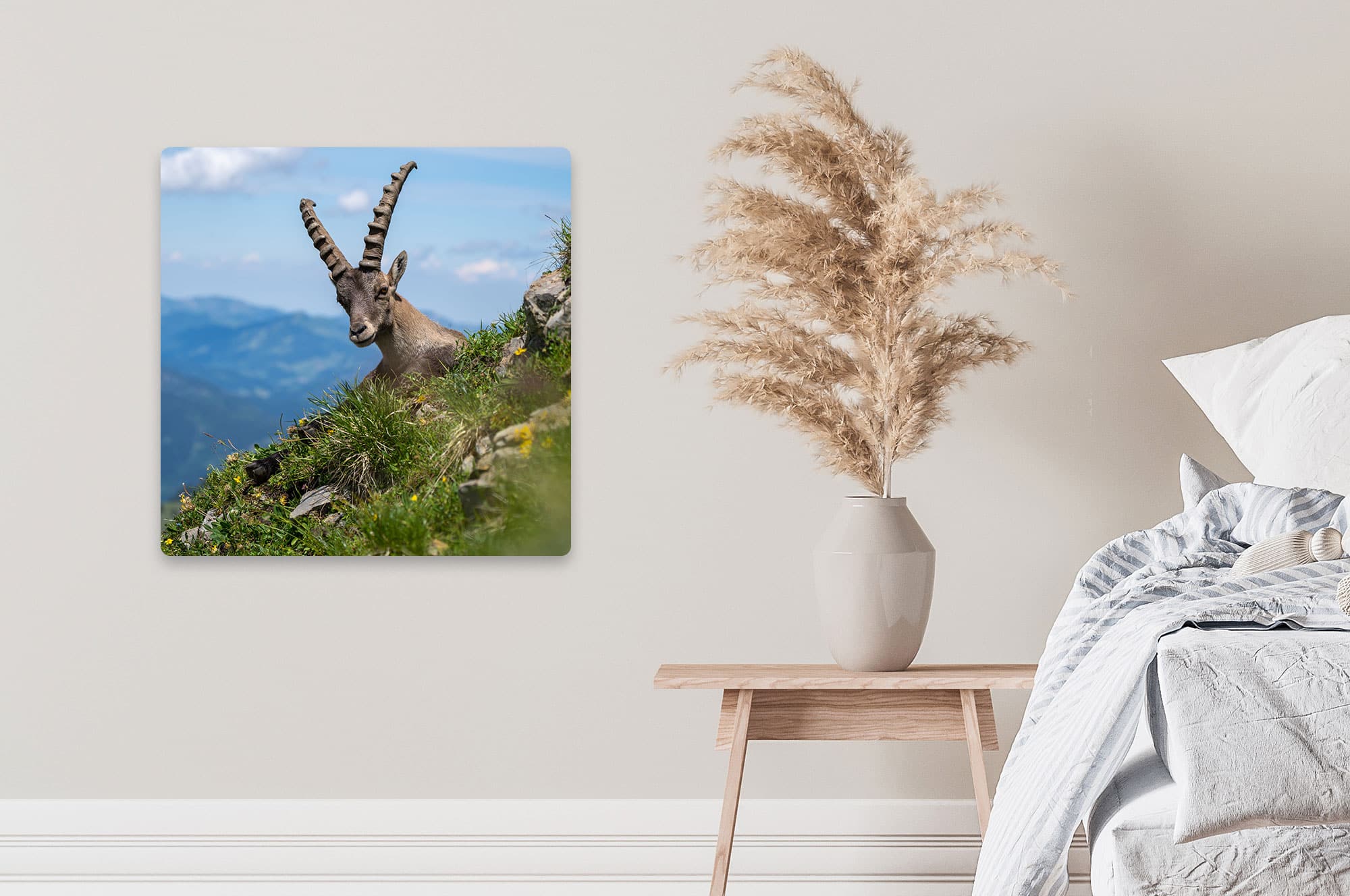 Akustikbild Junger Steinbock Allgäuer Hochalpen