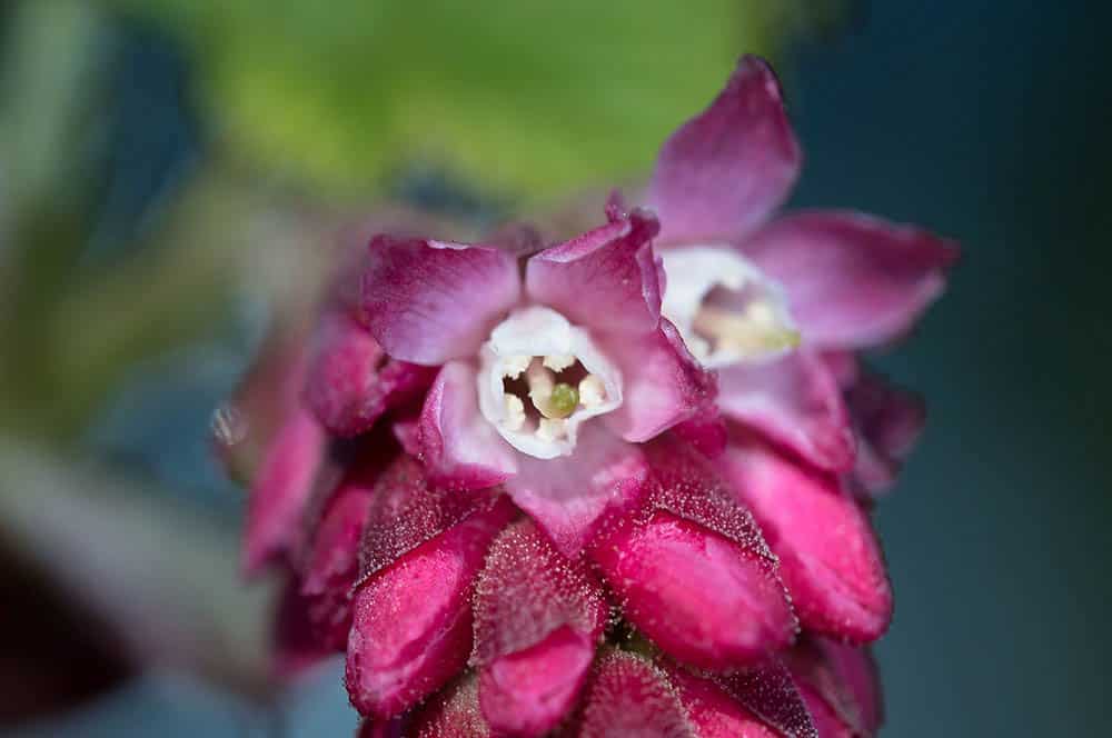 Akustikbild Johannisbeerblüte