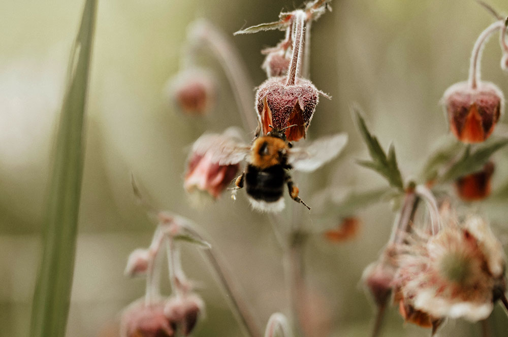 Akustikbild Bumble Bee 2