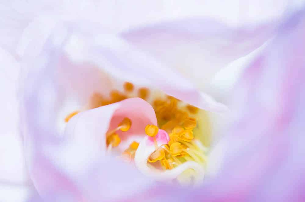 Akustikbild Rose Aquarell