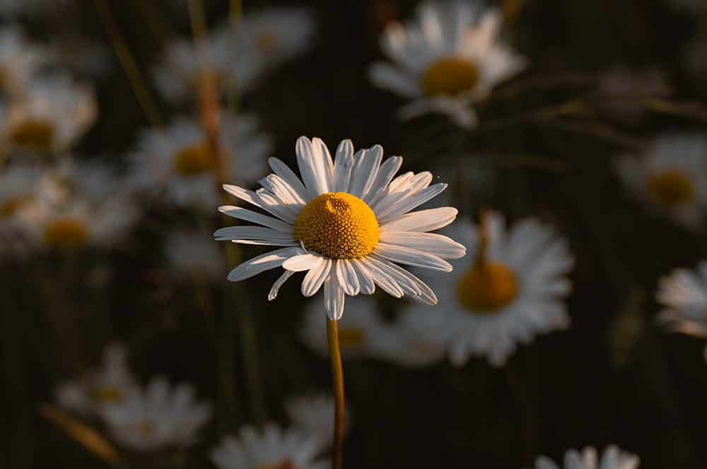 Akustikbild Gänseblümchen