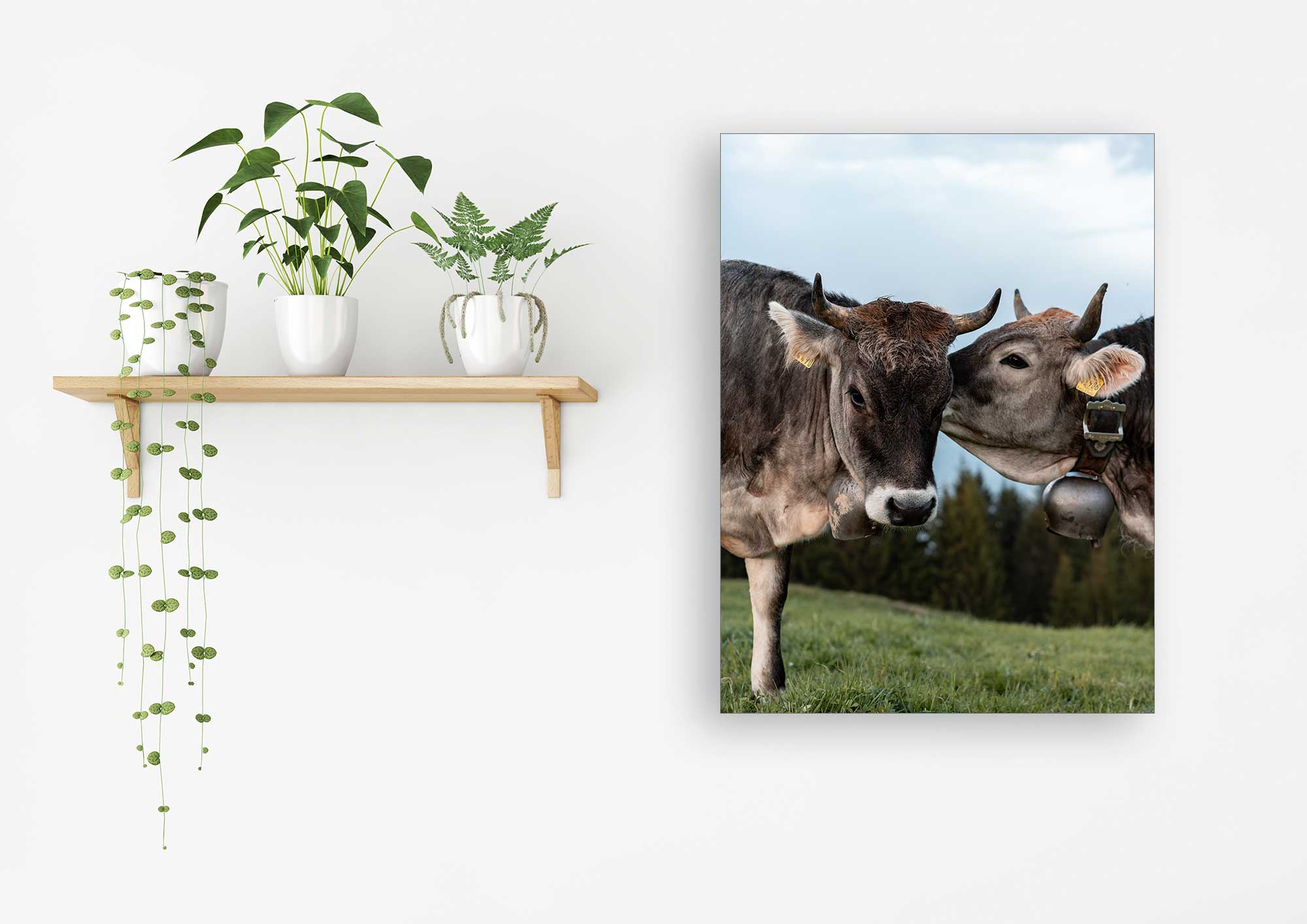 Akustikbild Kuh Kuss