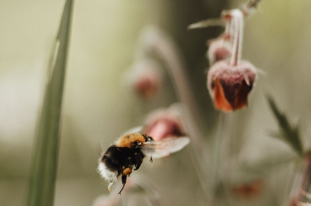 Akustikbild Bumble Bee
