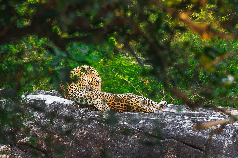 Akustikbild Leopard
