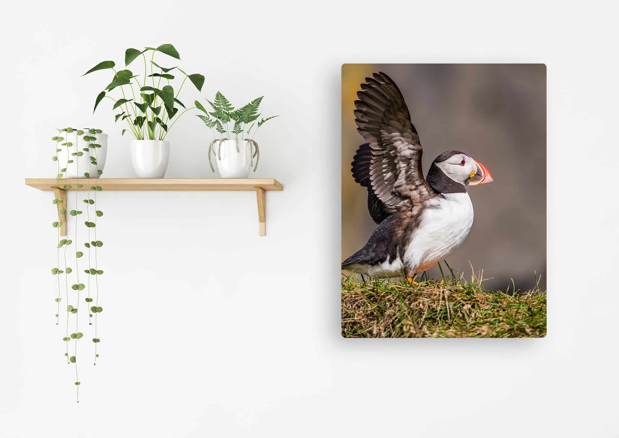 Akustikbild Papageitaucher