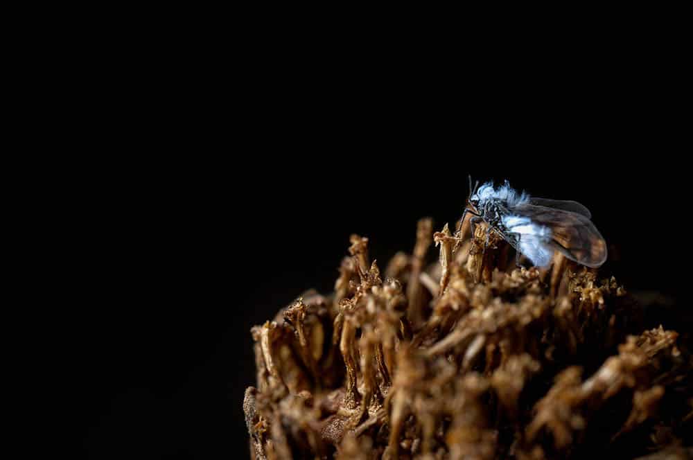 Akustikbild Fliege Makrofotografie