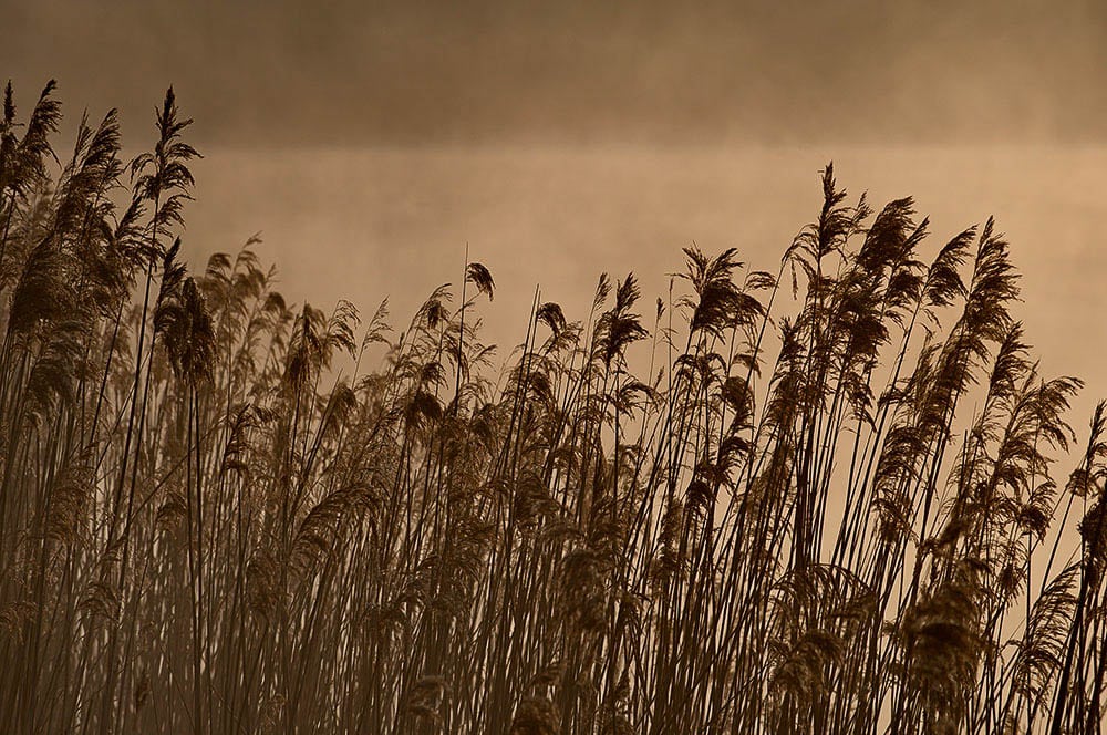 Akustikbild Schilf Sepia