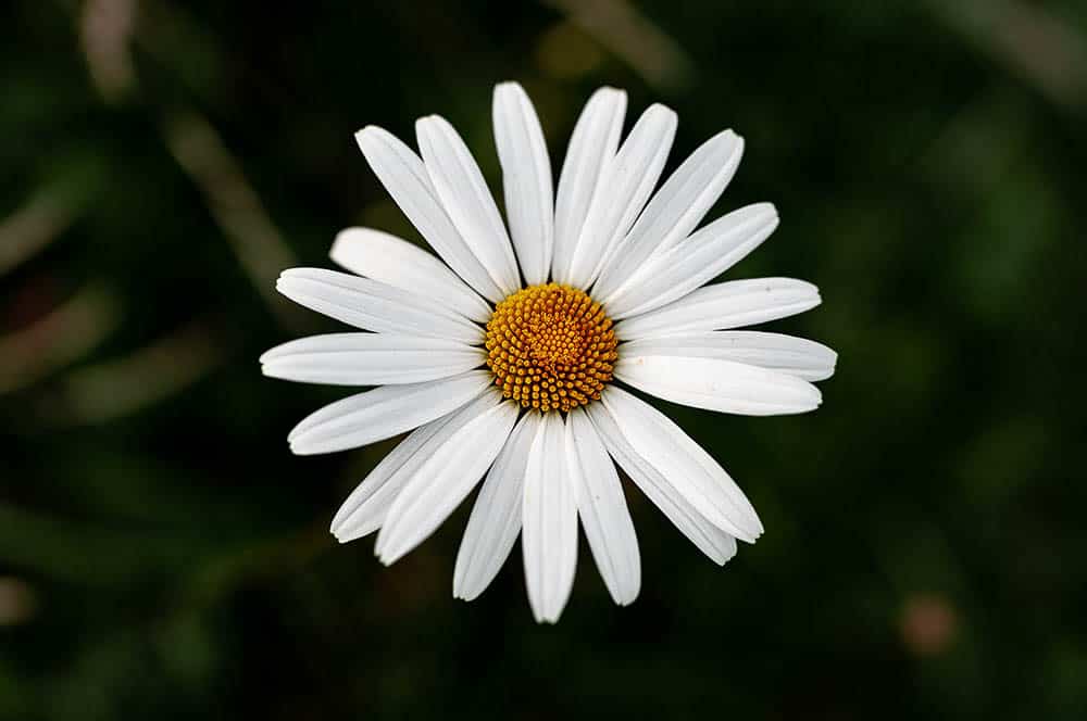 Akustikbild Margerite in der Nahaufnahme
