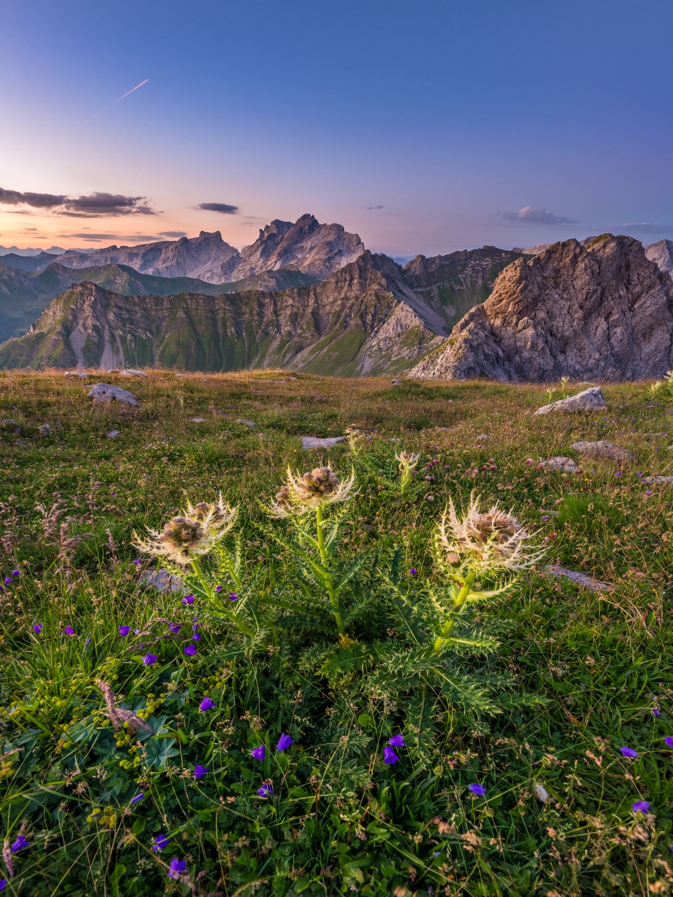 Akustikbild Wildblumen vor Bergpanorama