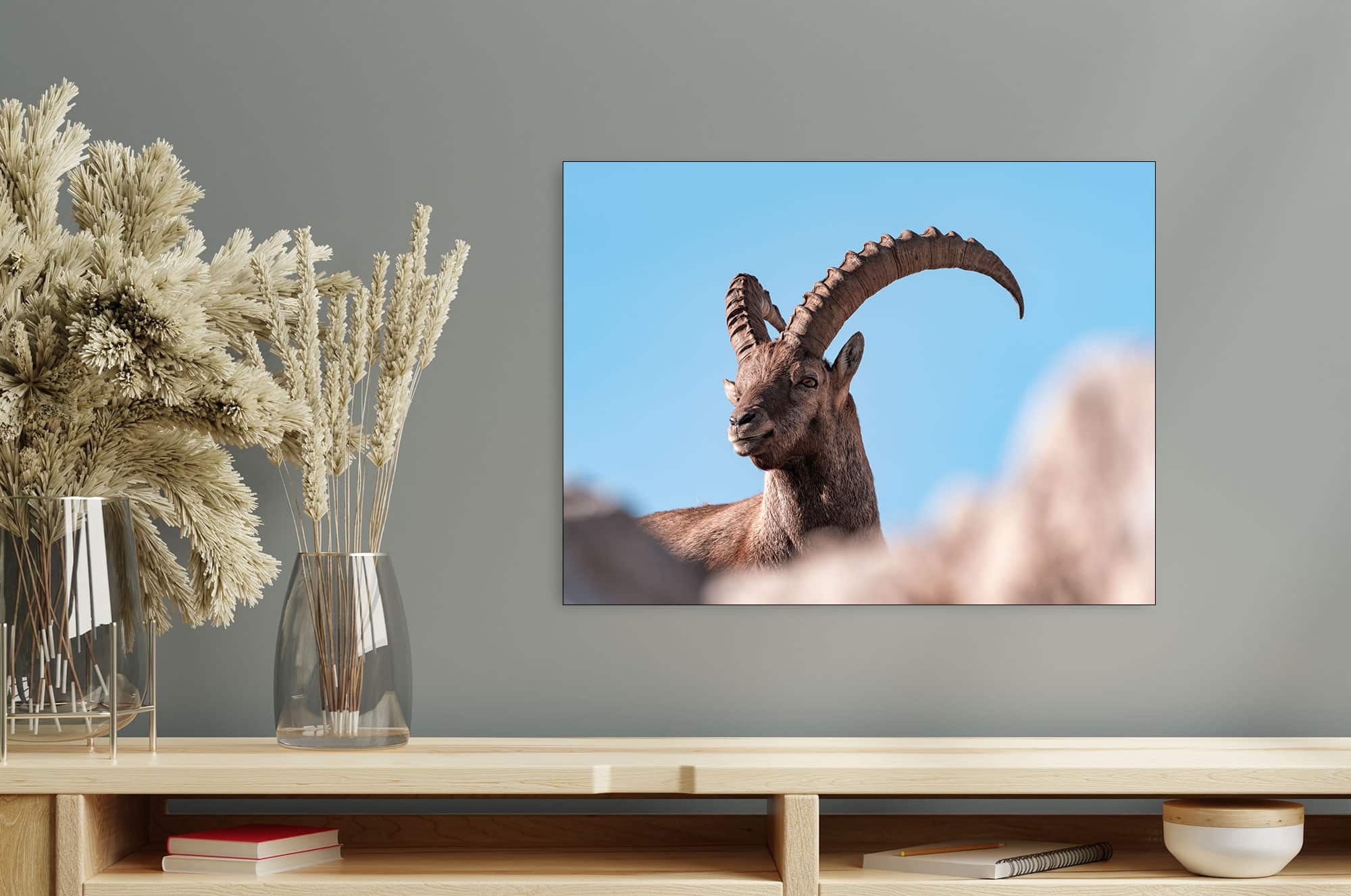 Akustikbild Steinbock Portrait Allgäuer Hochalpen