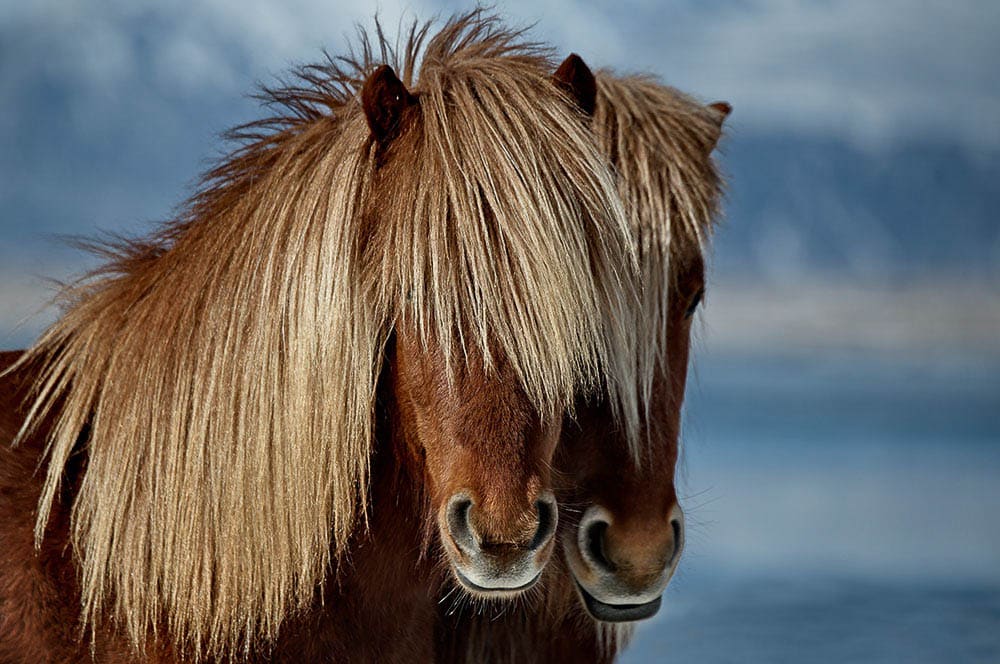 Akustikbild Islandpony