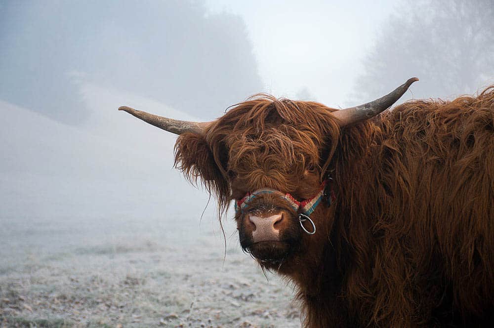 Akustikbild Hochlandrind
