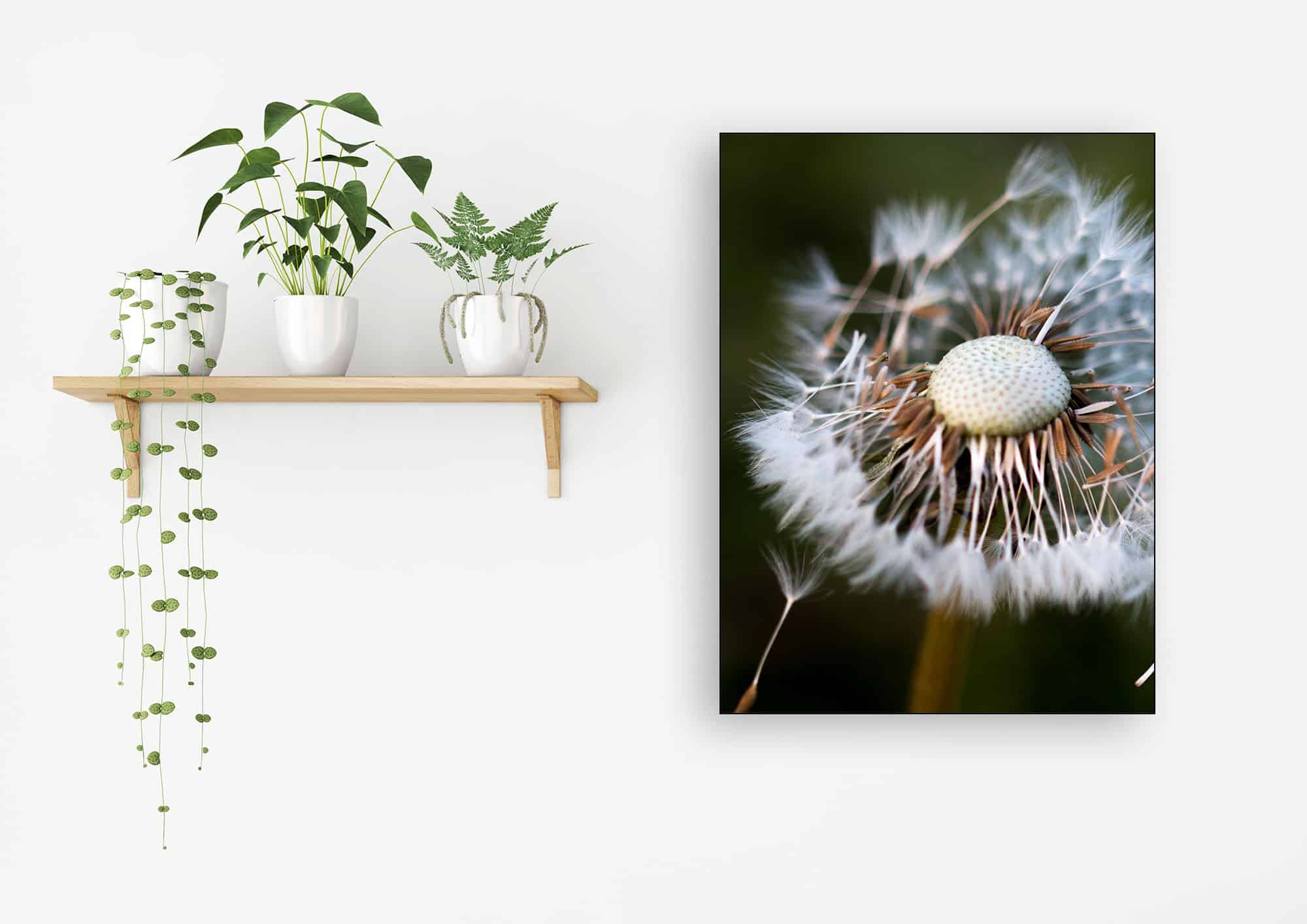 Akustikbild Pusteblume Löwenzahn