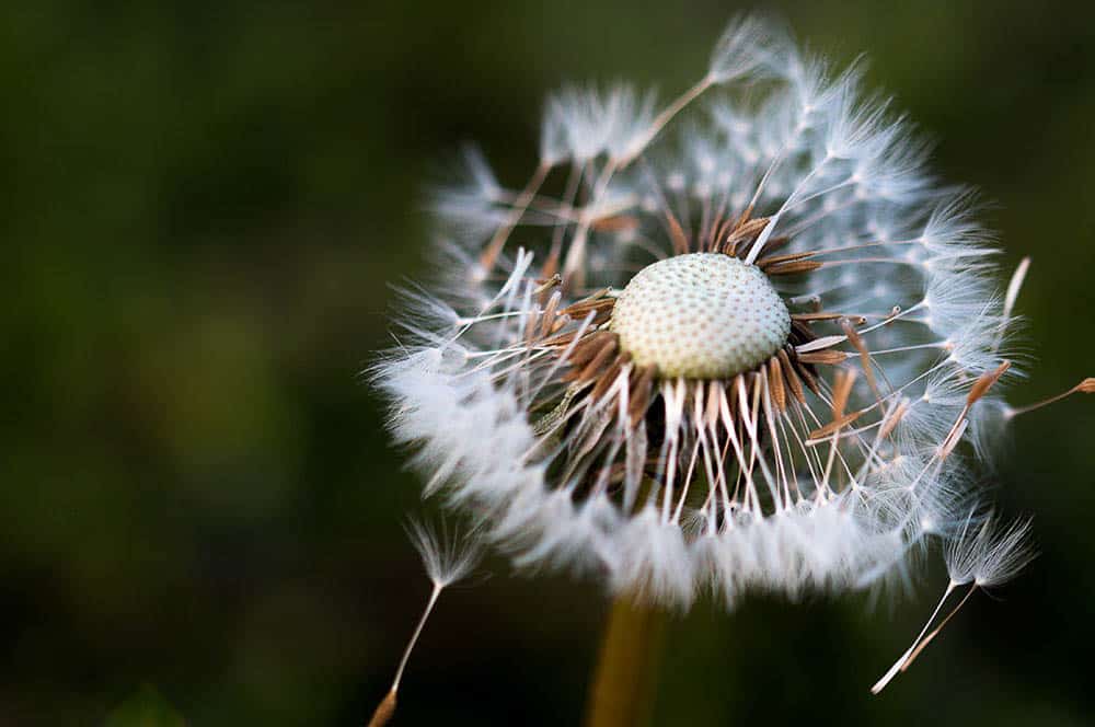 Akustikbild Pusteblume Löwenzahn