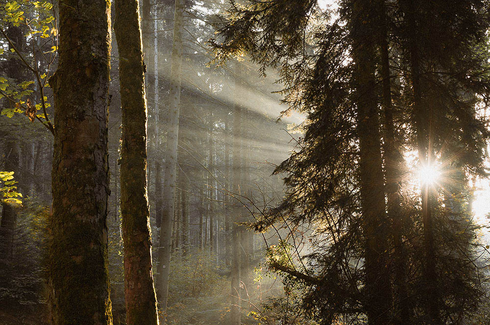 Akustikbild Sonnenstrahlen im Wald
