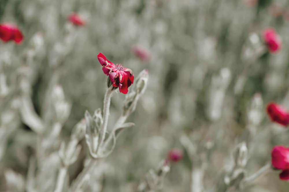 Akustikbild Blume Rot auf Grün