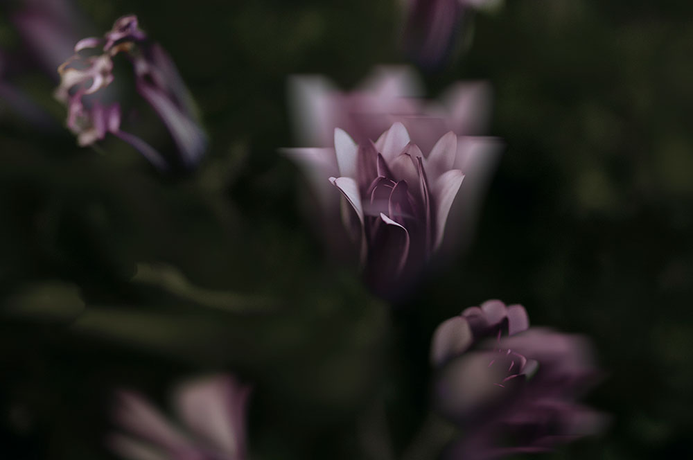 Akustikbild Lilienspiegelung
