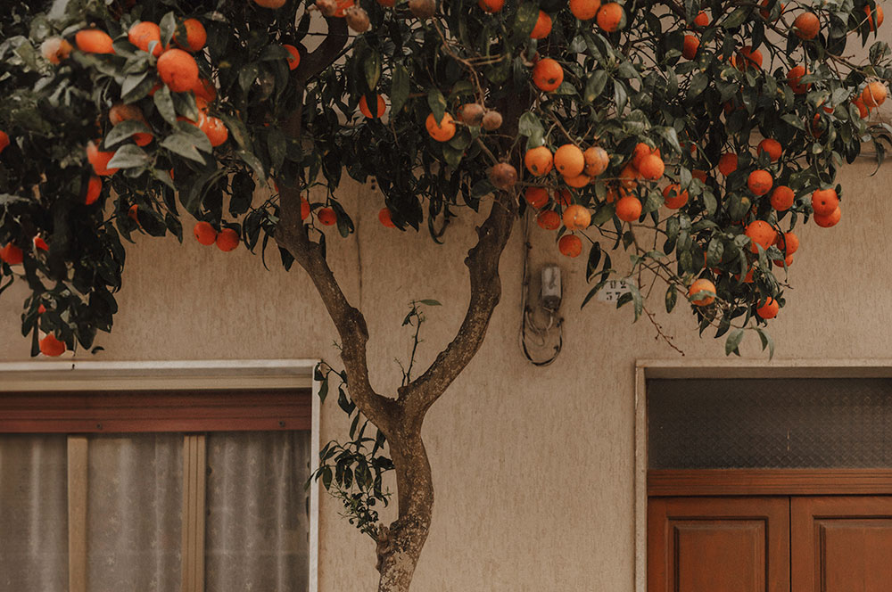 Akustikbild Orangenbaum