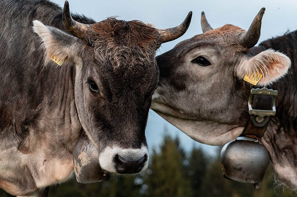 Akustikbild Kuh Kuss