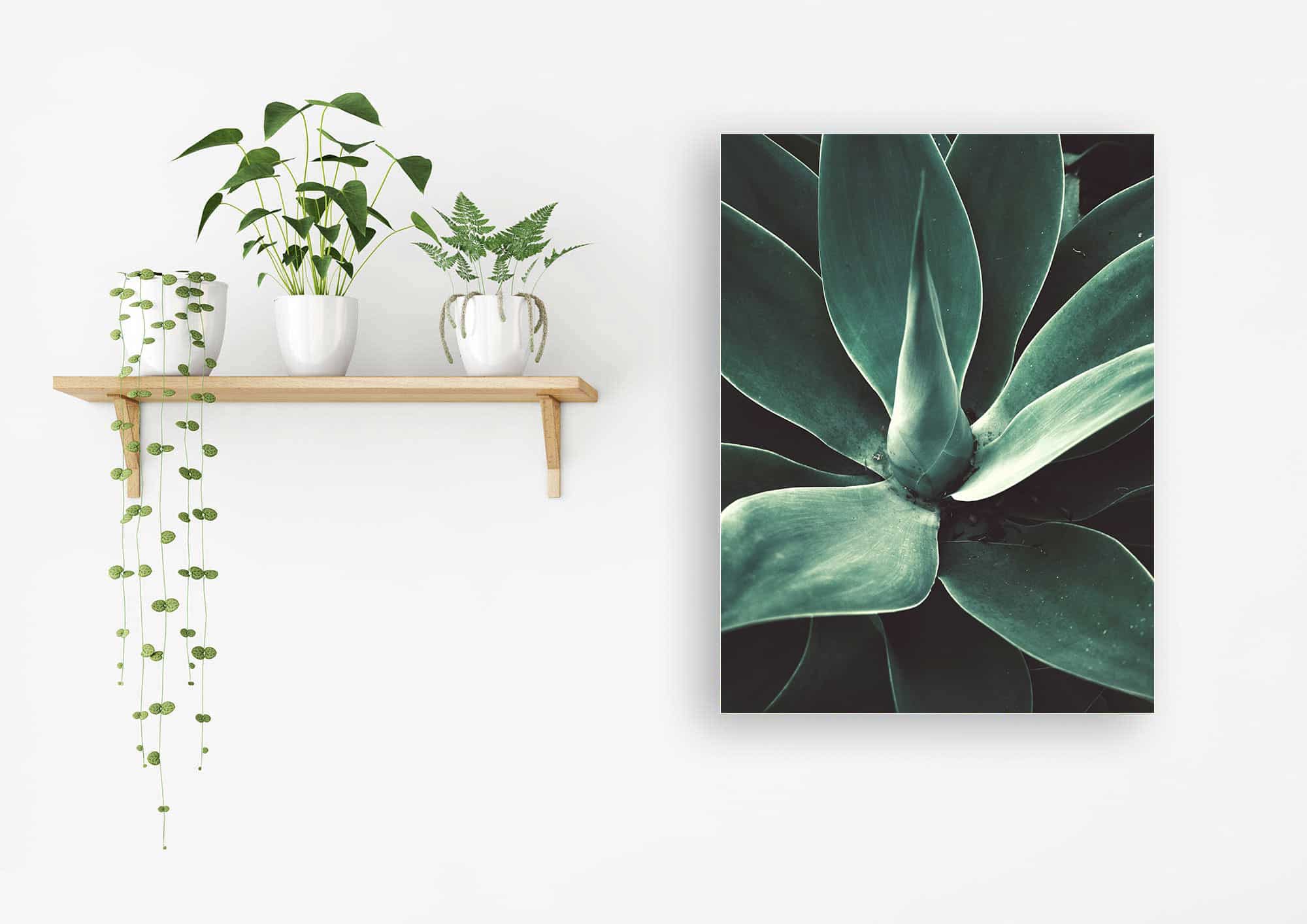 Akustikbild Agave 1