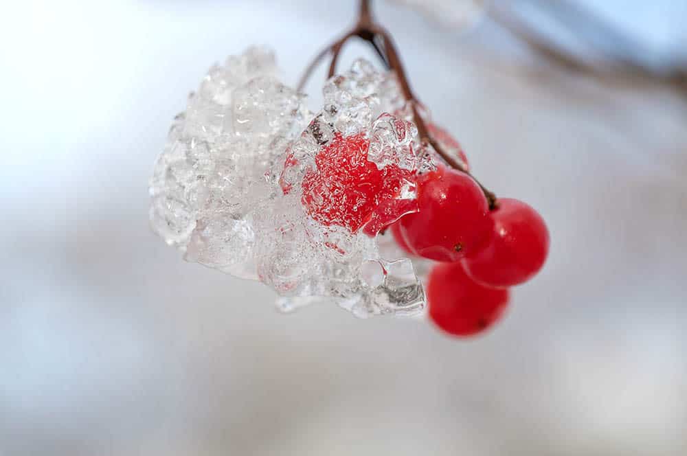 Akustikbild Gefrorene Johannisbeeren