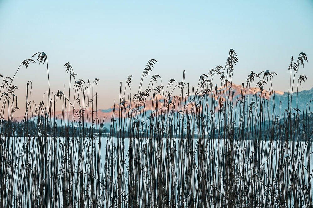 Akustikbild Wintersee Schilf