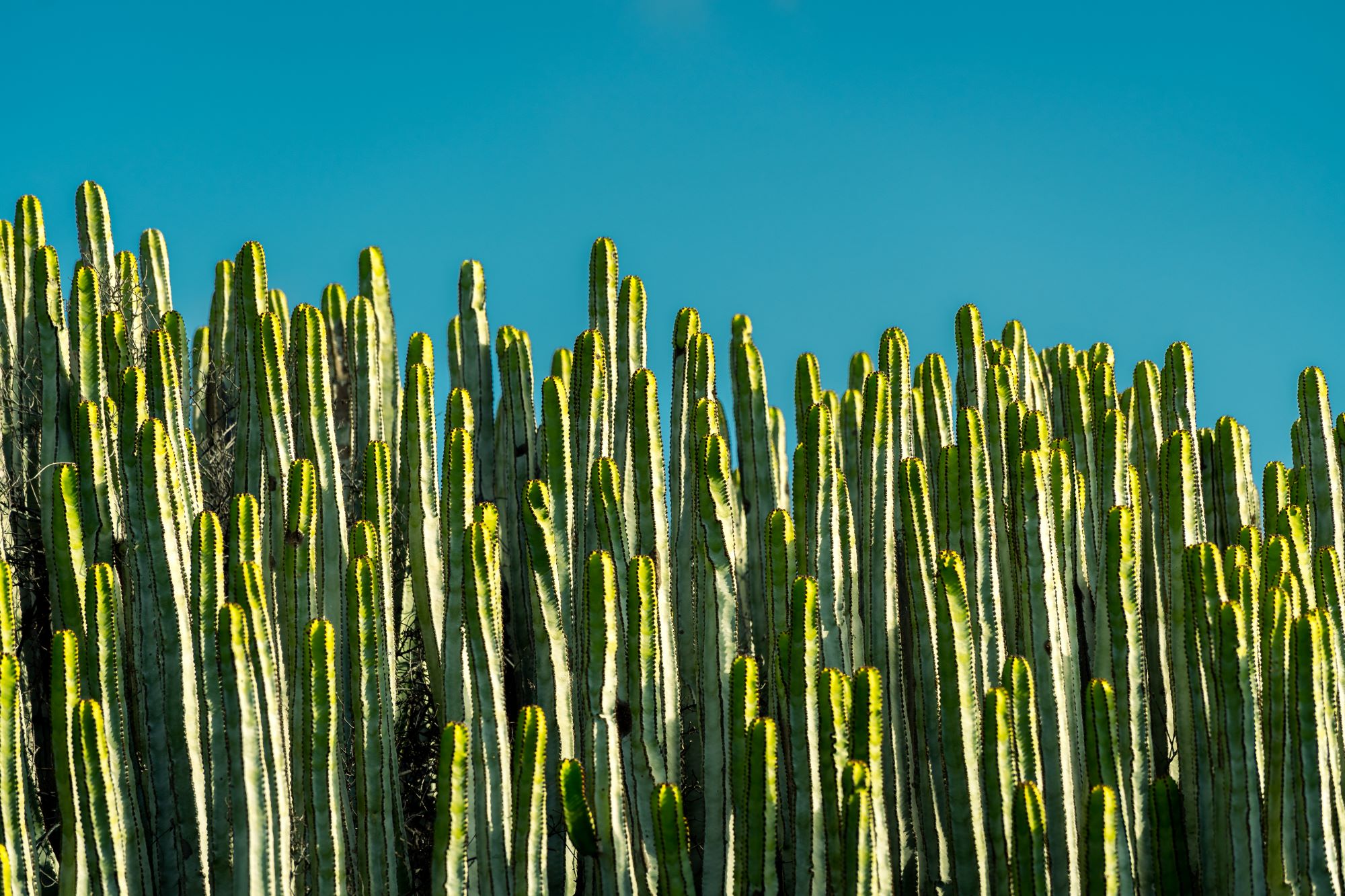 Akustikbild Kakteen Wand