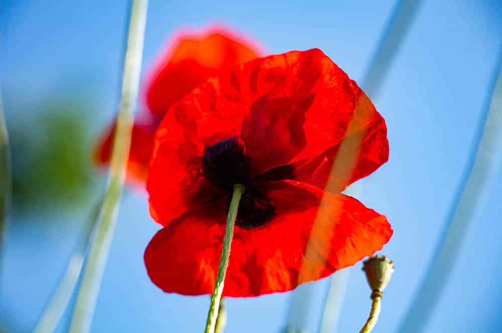 Akustikbild Mohnblüte im Kornfeld