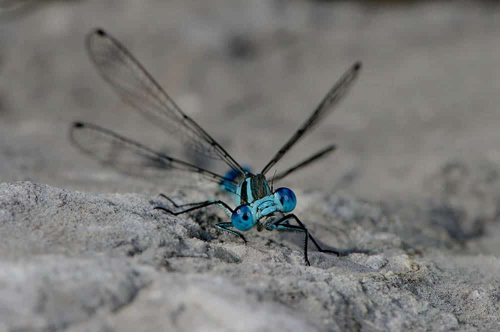 Akustikbild Libelle