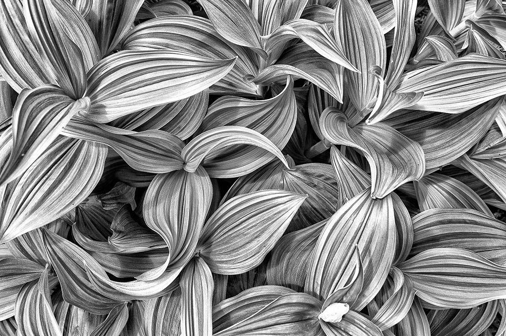 Akustikbild Blüten Schwarz-Weiß