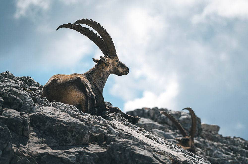 Akustikbild Steinbock