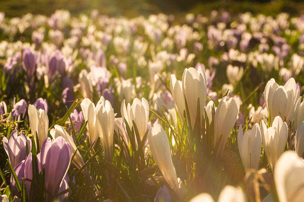 Akustikbild Krokusblüte Allgäuer Hochalpen