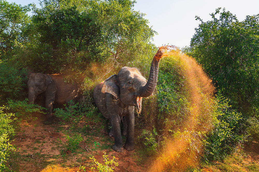 Akustikbild Elefant
