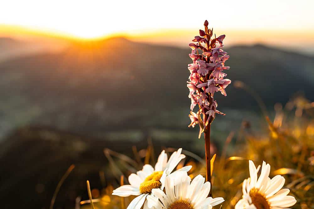 Akustikbild Blumen am Kühgundrücken