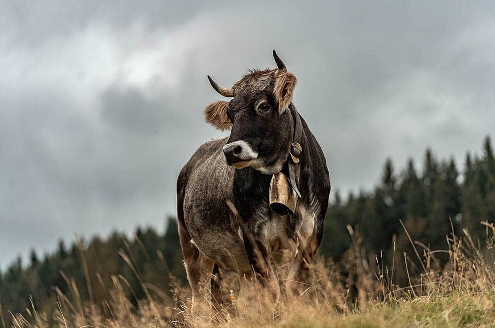 Akustikbild Schweizer Kuh im Oberallgäu