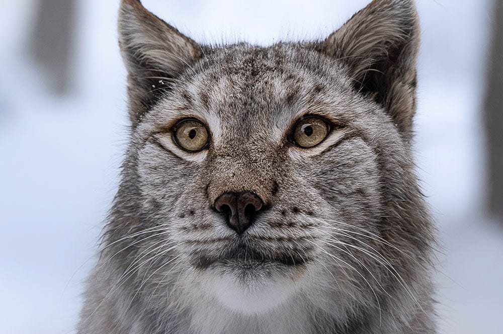 Akustikbild Luchs Portrait