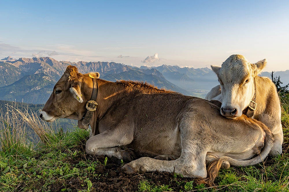Akustikbild Jungvieh am Grünten
