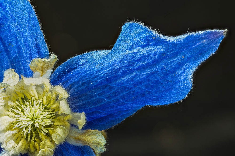 Akustikbild Blüte blau